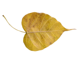 a single yellow leaf on a transparent background, Bodhi leaves dried png