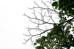 Tree branches isolated on no background. Nature background. Black tree branch. png