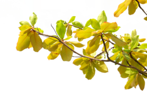 amarillo hojas en un árbol rama png