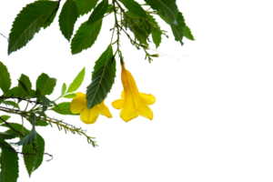 Yellow flower of Tecoma stans, isolated on no background. png