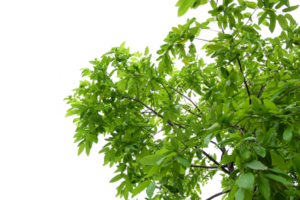 un árbol con hojas verdes png