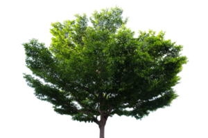 Tree isolated on white background, green tree isolated on no background. png