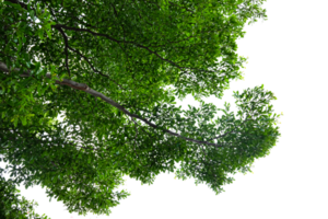 vert arbre branches sur une transparent Contexte png
