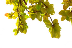 Close up of green leaves on tree branches isolated on no background. png