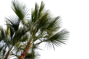 Palme Baum mit Blätter auf oben von es png