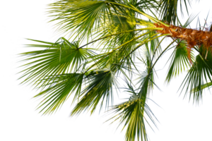 palm tree with leaves and branches on a transparent background png