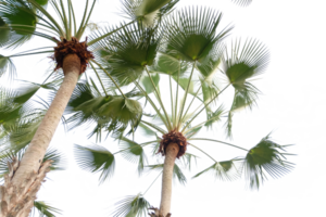 palm trees with leaves on top of them png