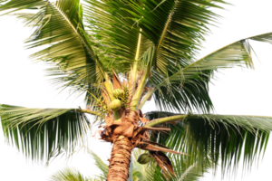 a coconut tree with leaves and leaves png