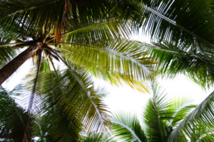 tropicale palma alberi con chiaro cielo sfondo png