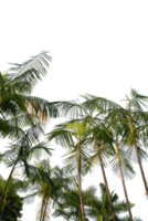 tropical paume des arbres sur une transparent Contexte png