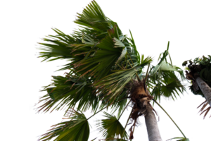palm tree with leaves blowing in the wind png