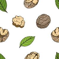 Nut seamless on white background. Hand drawn colorful pattern with walnut. vector