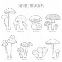 Set of inedible mushrooms with titles on white background. Hand drawn vector illustration collection.