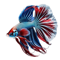 Siamese Kampf Fisch, transparent Hintergrund, generativ ai png
