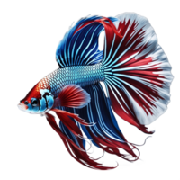 siamese stridande fisk, transparent bakgrund, generativ ai png