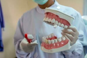 Dentures in dental clinics Dentists use it to communicate with patients. photo