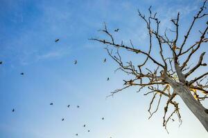 Flock of birds flying in bright blue sky and dead trees, wildlife nature concept. photo