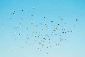 A flock of birds flying in the blue sky photo