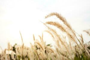 Beautiful fresh meadow in the morning, natural background. photo