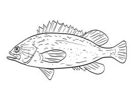 Kelp rockfish Side View Cartoon Drawing vector