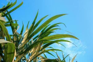 Beautiful green cane tree on blue sky, nature background theme photo