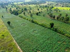 Large green farmland, Aerial photograph. photo