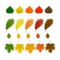 Autumn leaves set Oak leaf, maple leaf Isolated on white background vector