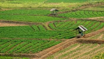 agrícola parcelas en el tierras altas y valles hermosa Fresco verde foto