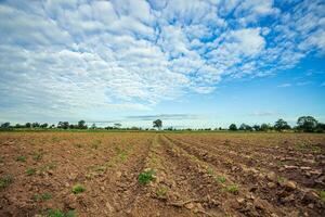 grande tierras de cultivo y arboles en el brillante azul cielo y blanco nubes foto