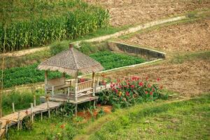 The agricultural area has green vegetation and farmer's huts. photo