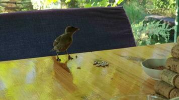 Sparrow flies on the table and eats crumbs video