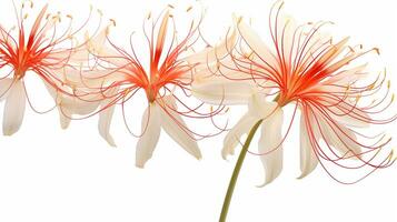 Spider Lily flower patterned background. Flower texture background. Generative AI photo