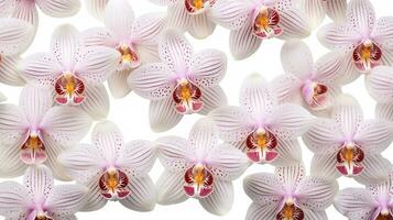 Monkey orchid flower patterned background. Flower texture background. Generative AI photo