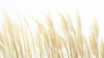 Feather Reed Grass flower patterned background. Flower texture background. Generative AI photo