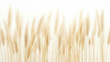 Feather Reed Grass flower patterned background. Flower texture background. Generative AI photo