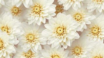 Chrysanthemum flower patterned background. Flower texture background. Generative AI photo