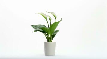 Photo of Zantedeschia flower in pot isolated on white background. Generative AI