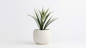 Photo of Yucca flower in pot isolated on white background. Generative AI