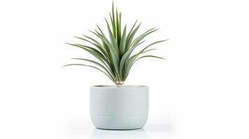Photo of Yucca flower in pot isolated on white background. Generative AI