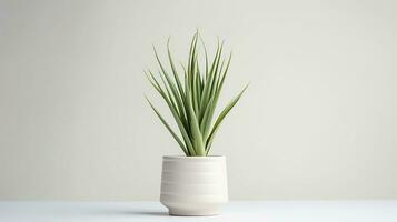 Photo of Yucca flower in pot isolated on white background. Generative AI