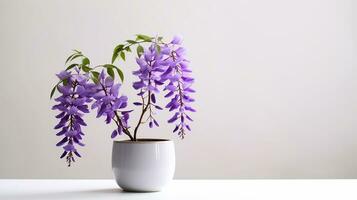 Photo of Wisteria flower in pot isolated on white background. Generative AI