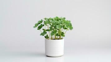 Photo of White Clover flower in pot isolated on white background. Generative AI