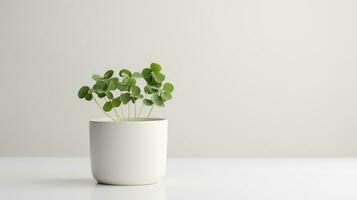 Photo of White Clover flower in pot isolated on white background. Generative AI