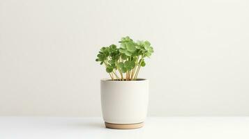 Photo of White Clover flower in pot isolated on white background. Generative AI