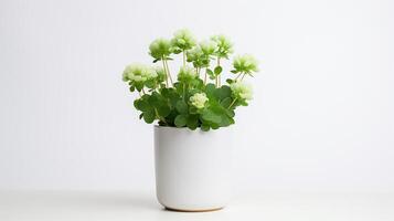 Photo of White Clover flower in pot isolated on white background. Generative AI