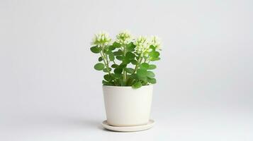 Photo of White Clover flower in pot isolated on white background. Generative AI