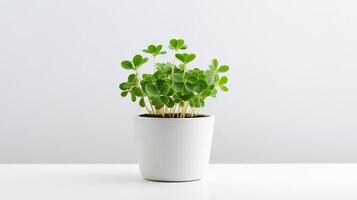 Photo of White Clover flower in pot isolated on white background. Generative AI