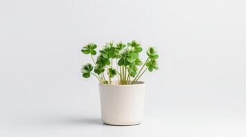 Photo of White Clover flower in pot isolated on white background. Generative AI