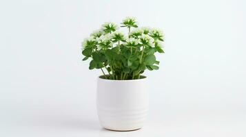 Photo of White Clover flower in pot isolated on white background. Generative AI