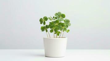 Photo of White Clover flower in pot isolated on white background. Generative AI